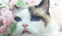 猫咪视频官网,带你领略萌宠世界的无限魅力